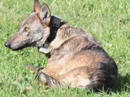 Jedinka vuka po prvi put marikirana u Srbiji: Vanda umjesto medveda ušetala u čeku na Jadovniku