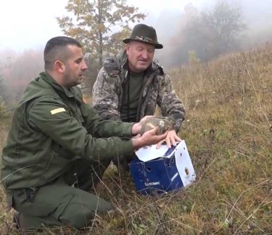 Lovačko udruženje “Hajla” uspješno izvelo akciju puštanja fazana u lovištu Besnik