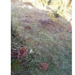 Nova Varoš – Ukrali mu bika, pa ga zaklali kilometar od ispaše