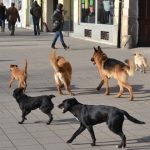 Novi Pazar – Psi lutalice zaklali 26 ovaca i jagnjadi (Video)