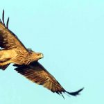 Beloglavi supovi i u rezervatu ”Peštersko polje”