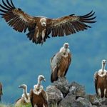 Rendžeri s Pešteri: Velika šansa da se Bjeloglavi sup naseli na Pešterskoj visoravni