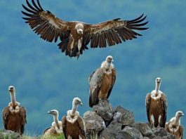 Rendžeri s Pešteri: Velika šansa da se Bjeloglavi sup naseli na Pešterskoj visoravni