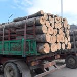 Drva ima u izobilju ali prodaja slaba