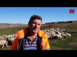 Pešter – Ako hoćeš da radiš, imaš posla 24h (Video)