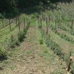 Socijalno preduzetništvo u poljoprivredi kao model smanjenja siromaštva