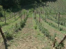 Socijalno preduzetništvo u poljoprivredi kao model smanjenja siromaštva