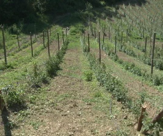 Socijalno preduzetništvo u poljoprivredi kao model smanjenja siromaštva