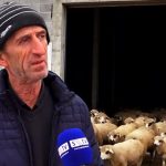 Peštersko jagnje nema ko da kupi, farmeri traže pomoć