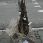 “Zasadi svoj hlad” u Novom Pazaru