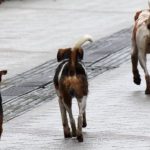 Zoran Pušica nova žrtva pasa lutalica – Od početka godine u Hitnoj službi registrovano 12 povređenih