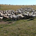 Tutin: Online predavanje za farmere