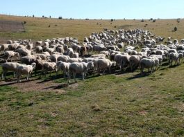 Tutin: Online predavanje za farmere