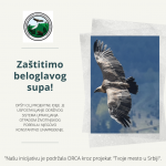 Udruženje građana Jadovnik pokrenulo je inicijativu pod nazivom „Zaštitimo beloglavog supa“