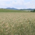 Zaštita ozime pšenice