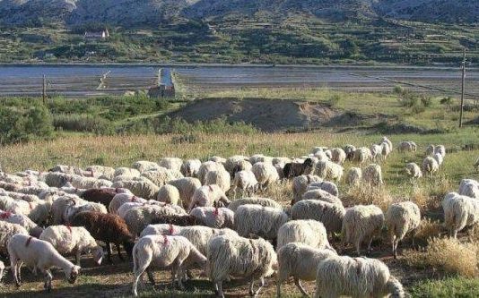 Država je propustila pomoći stočarima u najkritičnijem periodu