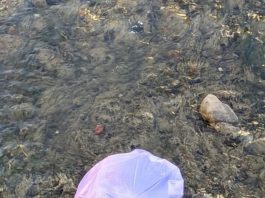 SPP: Zajedničkim snagama protiv nesavjesnih građana