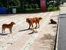 Oglasila se opština Prijepolje nakon stravičnog napada pasa lutalica