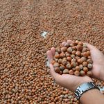 Turska prošle godine od izvoza lješnjaka zaradila oko dvije milijarde dolara