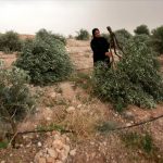 Izraelski vojnici u Palestini uništili stabla maslina koja su pripadala Palestincima