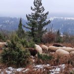 Vukovi i psi lutalice opet su se okomili na stada u novovaroškom kraju