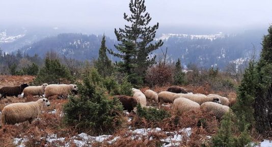 Vukovi i psi lutalice opet su se okomili na stada u novovaroškom kraju
