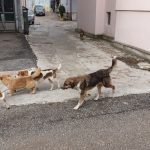 Sprovedena akcija hvatanja pasa lutalica u Prijepolju