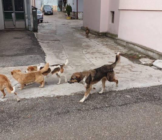 Sprovedena akcija hvatanja pasa lutalica u Prijepolju