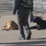 Vanredna situacija zbog pasa lutalica ukinuta – 17 pasa uklonjeno u subotnjoj akciji