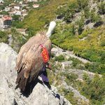 Nakon višemjesečnog oporavka u Blagaju uginuo bjeloglavi sup Luka