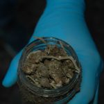 Hapšenje u Novom Pazaru! Pronađena marihuana