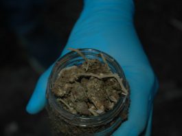 Hapšenje u Novom Pazaru! Pronađena marihuana