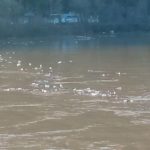 Niz rijeku jutros opet plutaju velike količine smeća