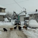 Nova Varoš / Teror čopora lutalica