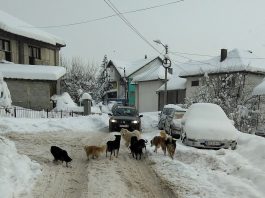 Nova Varoš / Teror čopora lutalica