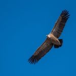 Kod Arilja uginuo beloglavi sup sa Uvca