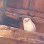 Rijetka sova primećena kod Prijepolja: Potpuno bijela kukumuvka viđena samo tri puta za četiri decenije