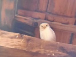 Rijetka sova primećena kod Prijepolja: Potpuno bijela kukumuvka viđena samo tri puta za četiri decenije