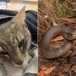 Mačak ugrizima usmrtio zmiju kako bi spasio djecu pa uginuo