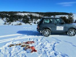 Rendžeri odneli hranu Vasiliji ali nisu uspjeli da je namame, uplašena ženka beloglavog supa pobjegla