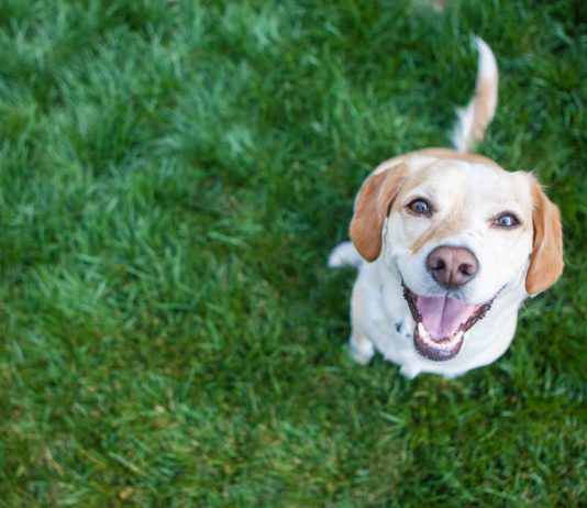 Opštine Plav i Berane propisima ograničile broj ljubimaca po domaćinstvu
