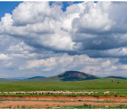 Zaštićeno područje Peštersko polje nestaje u saksijama za cvijeće