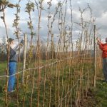 Cijena maline nikad bolja , maline nikad manje