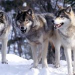 Vukovi snimljeni na Pešteru (Video)