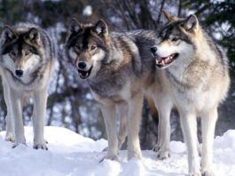 Vukovi snimljeni na Pešteru (Video)