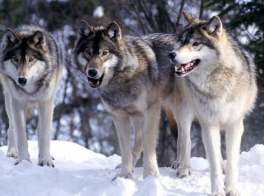 Vukovi snimljeni na Pešteru (Video)