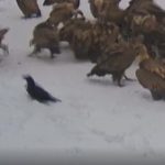 Pešter – Jedinstveni restoran na vrh Krnje Jele u kome uživaju grabljivice, lešinari i krupnija divljač