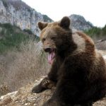 Dvoje privedeno zbog sumnje da su ubili mečku kod Berana: Zalutala je sa mečićima u grad, likvidirana je u zasedi