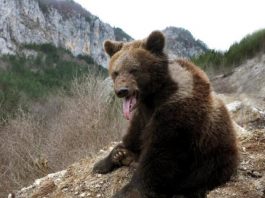 Dvoje privedeno zbog sumnje da su ubili mečku kod Berana: Zalutala je sa mečićima u grad, likvidirana je u zasedi