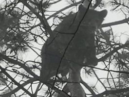 Nesvakidašnja atrakcija u Beranama: Dva mečeta ispred hotela!